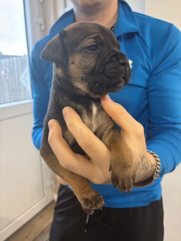 English Bulldog puppies for sale in Newtownabbey, County Antrim – 5 weeks old - Image 2 of 3