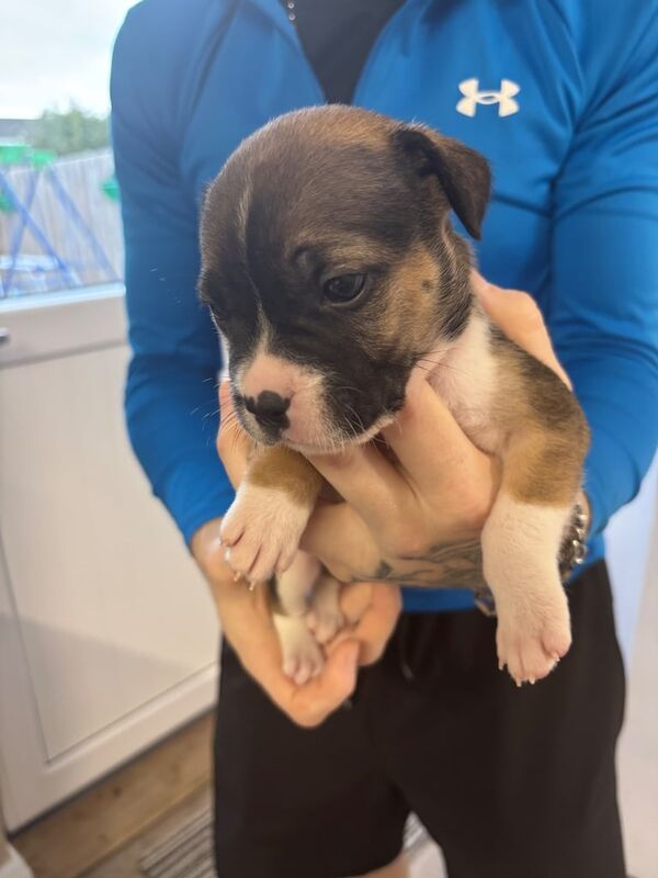 English Bulldog puppies for sale in Newtownabbey, County Antrim – 5 weeks old - Image 3 of 3