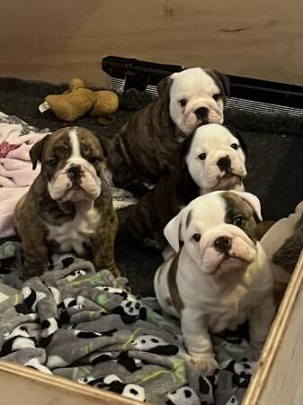 Stunning British bulldogs for sale in Doncaster, South Yorkshire