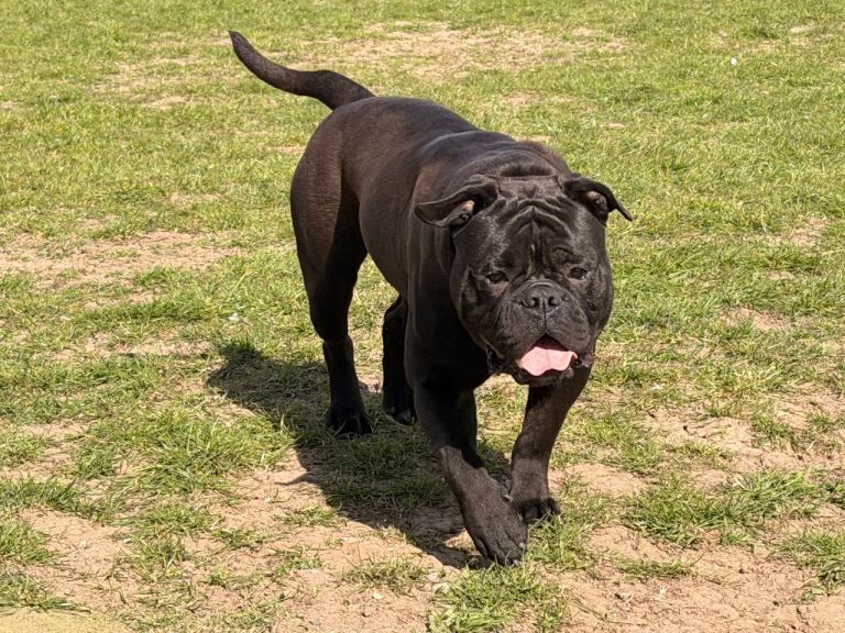Bulldog Puppies For Sale