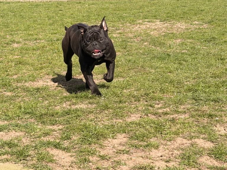 Stunning bulldog female - Image 2 of 2