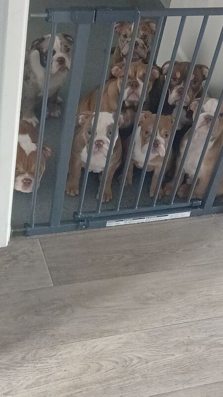 Stunning bulldog pups for sale in Bishop Auckland, Durham