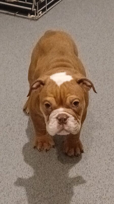 Stunning bulldog pups for sale in Bishop Auckland, Durham | Image 2