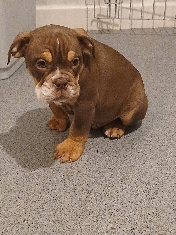 Stunning bulldog pups for sale in Bishop Auckland, Durham | Image 3