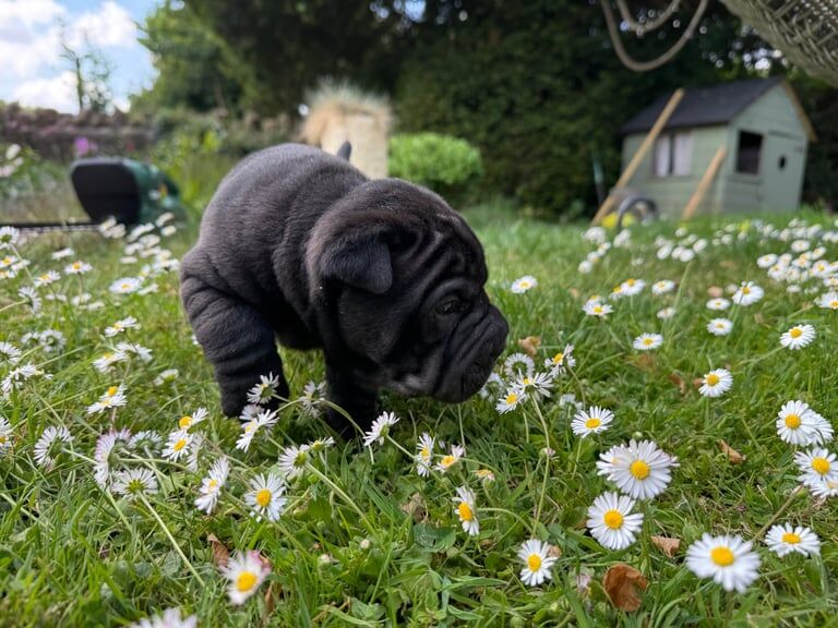 Stunning Bullpei (English Bulldog/Sharpei) Puppy For Sale in Ilminster, Somerset | Image 2