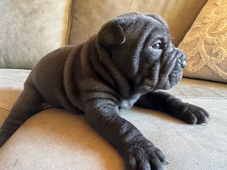 Stunning Bullpei (English Bulldog/Sharpei) Puppy For Sale in Ilminster, Somerset | Image 3