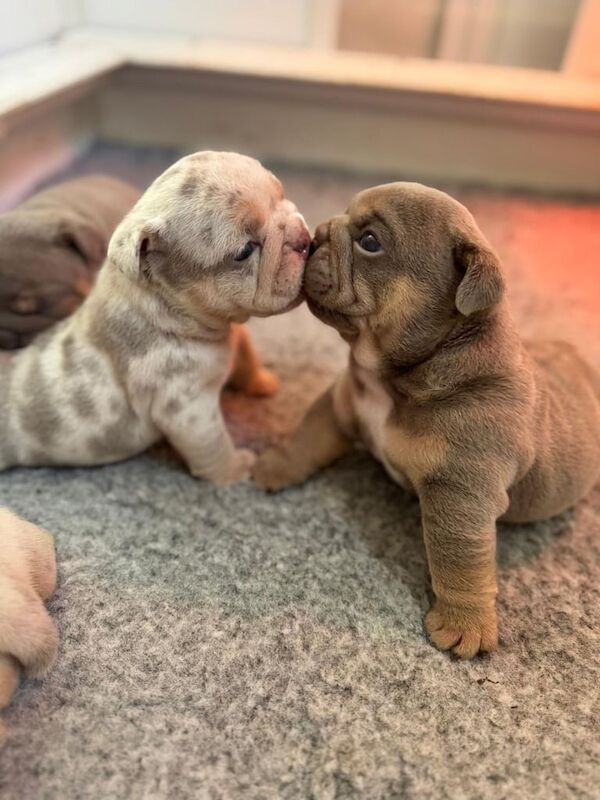 English Bulldog puppies for sale in Ratby, Leicestershire – KC registered, 8 weeks old