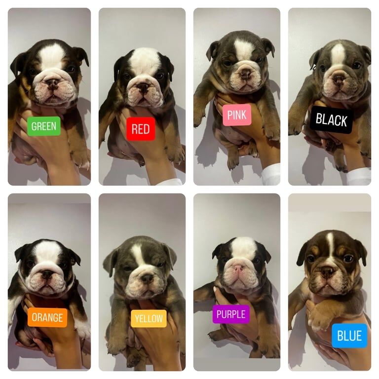 English Bulldog puppies for sale in Sutton in Ashfield, Nottinghamshire – KC registered, 5 weeks old