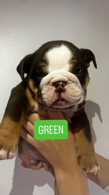 English Bulldog puppies for sale in Sutton in Ashfield, Nottinghamshire – KC registered, 5 weeks old - Image 2 of 3
