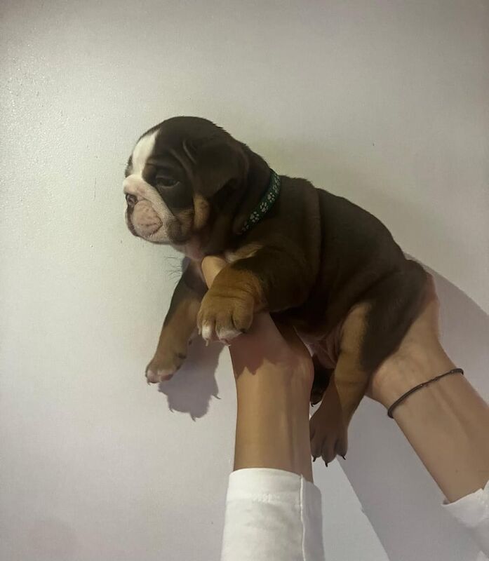 English Bulldog puppies for sale in Sutton in Ashfield, Nottinghamshire – KC registered, 5 weeks old - Image 3 of 3