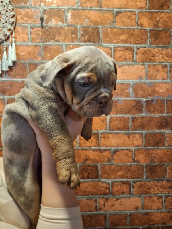English Bulldog puppies for sale in Billericay, Essex – 8 weeks old