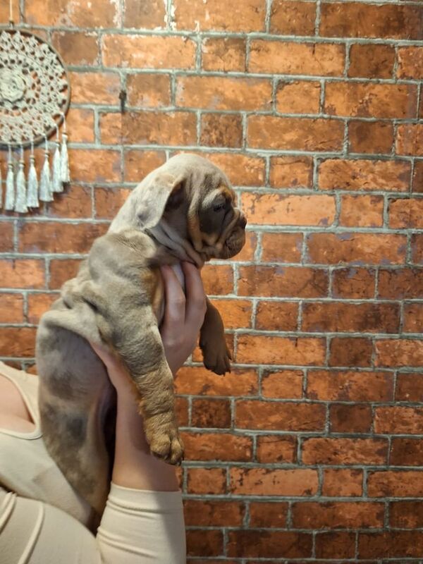 English Bulldog puppies for sale in Billericay, Essex – 8 weeks old - Image 2 of 5