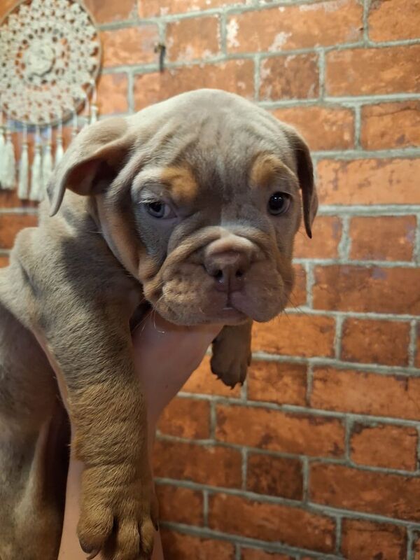English Bulldog puppies for sale in Billericay, Essex – 8 weeks old - Image 3 of 5