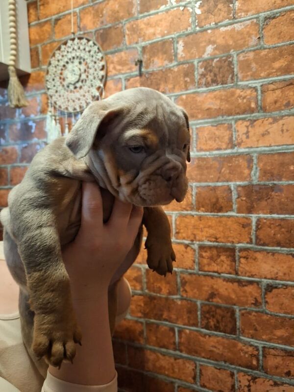 English Bulldog puppies for sale in Billericay, Essex – 8 weeks old - Image 4 of 5