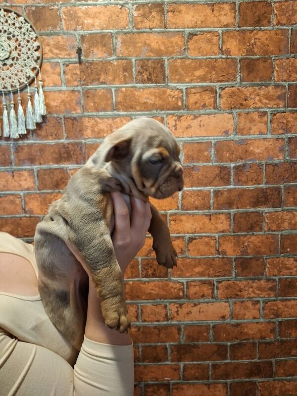 English Bulldog puppies for sale in Billericay, Essex – 8 weeks old - Image 5 of 5