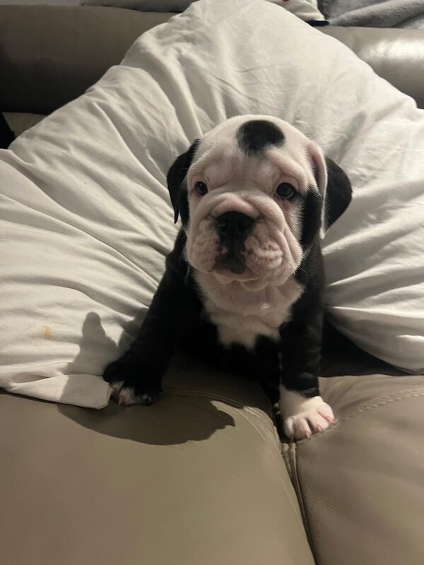Stunning English bulldogs £2000 for sale in North Lanarkshire 