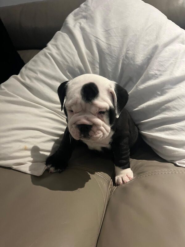 Stunning English bulldogs £2000 for sale in North Lanarkshire | Image 2