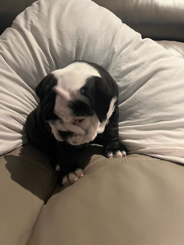 Stunning English bulldogs £2000 for sale in North Lanarkshire | Image 3