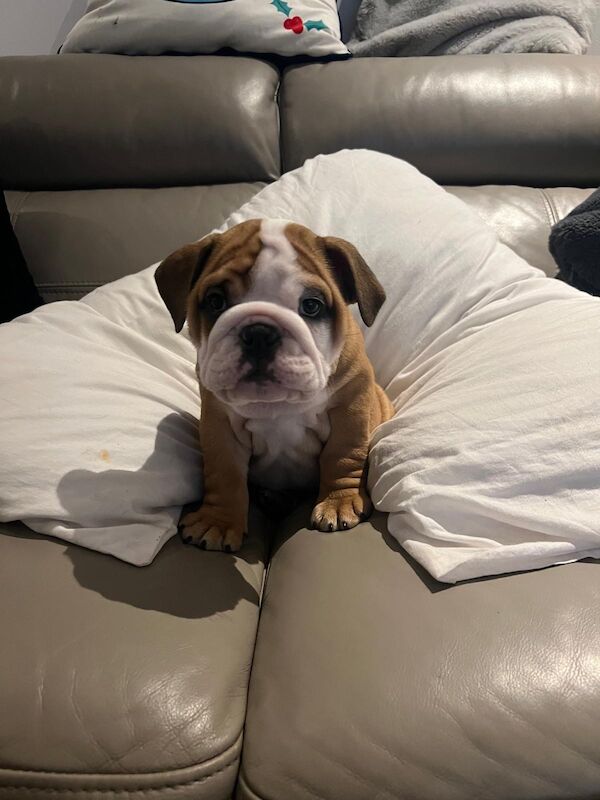 Stunning English bulldogs £2000 for sale in North Lanarkshire - Image 4
