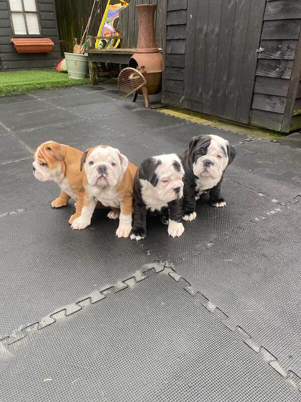 Stunning English bulldogs £2000 for sale in North Lanarkshire - Image 6