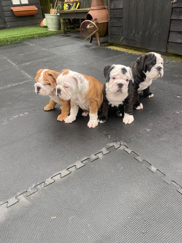 Stunning English bulldogs £2000 for sale in North Lanarkshire - Image 7