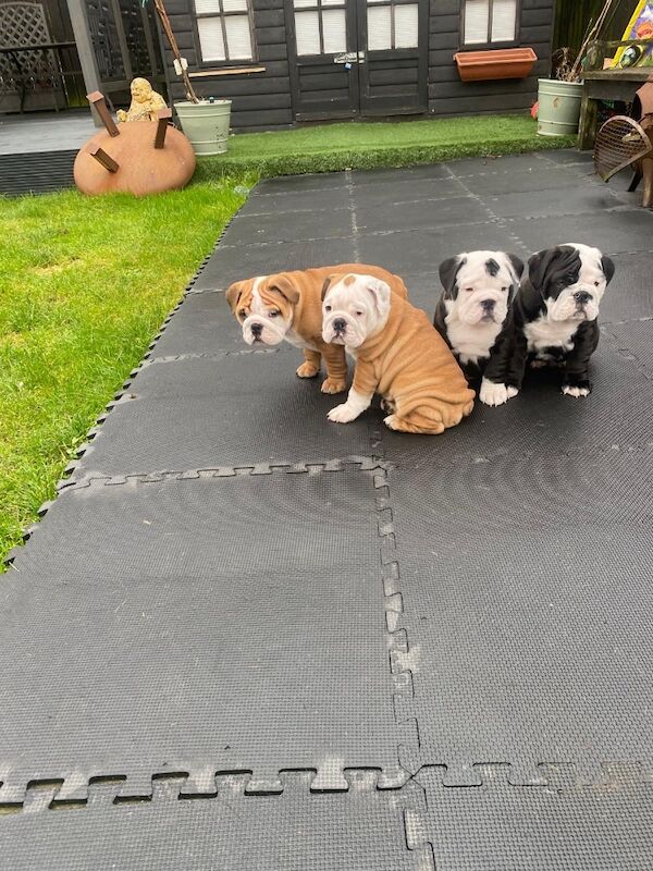 Stunning English bulldogs £2000 for sale in North Lanarkshire - Image 9