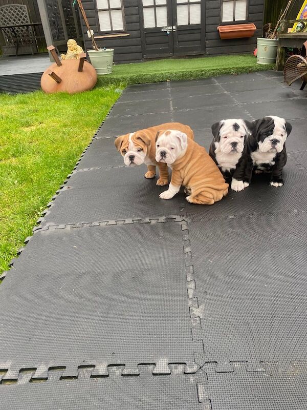 Stunning English bulldogs £2000 for sale in North Lanarkshire - Image 10