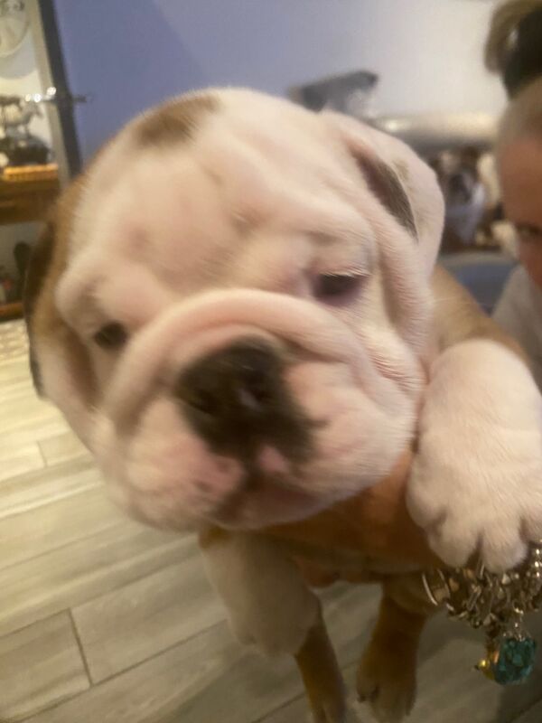 Stunning English bulldogs £2000 for sale in North Lanarkshire - Image 11