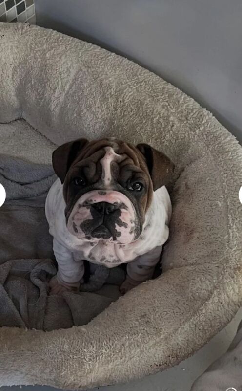Stunning English Bulldogs