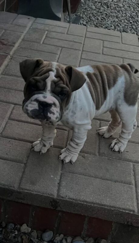 Stunning English Bulldogs - Image 2 of 5