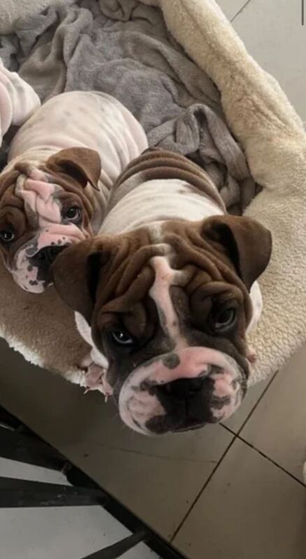 Stunning English Bulldogs - Image 3 of 5