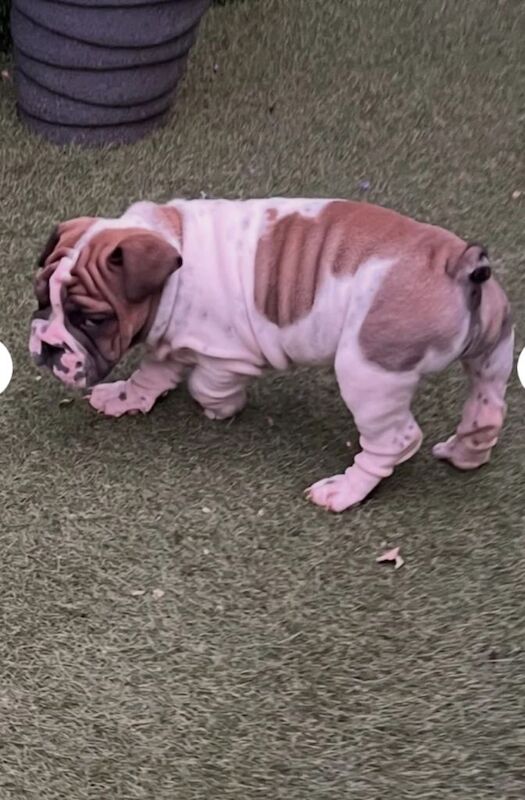 Stunning English Bulldogs - Image 4 of 5