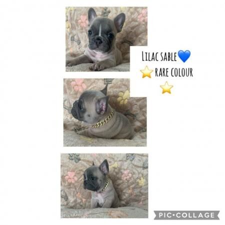 Stunning french bulldogs for sale in Walsall, West Midlands