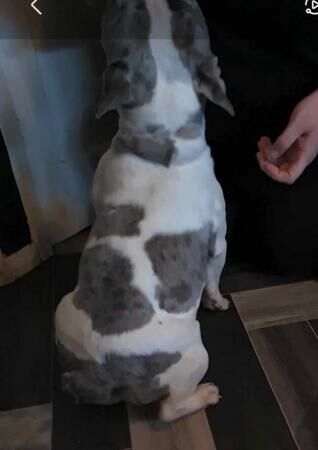 Stunning girl french bulldog KOOKIE for sale in Cleethorpes, Lincolnshire - Image 2