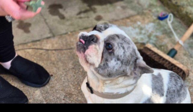 Stunning girl french bulldog KOOKIE for sale in Cleethorpes, Lincolnshire - Image 3