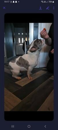 Stunning girl french bulldog KOOKIE for sale in Cleethorpes, Lincolnshire - Image 5