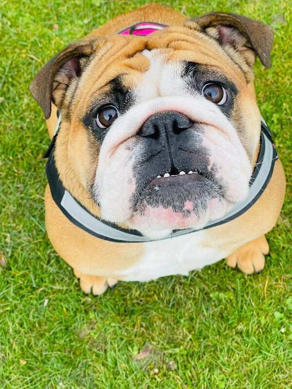 Bulldog Puppies For Sale