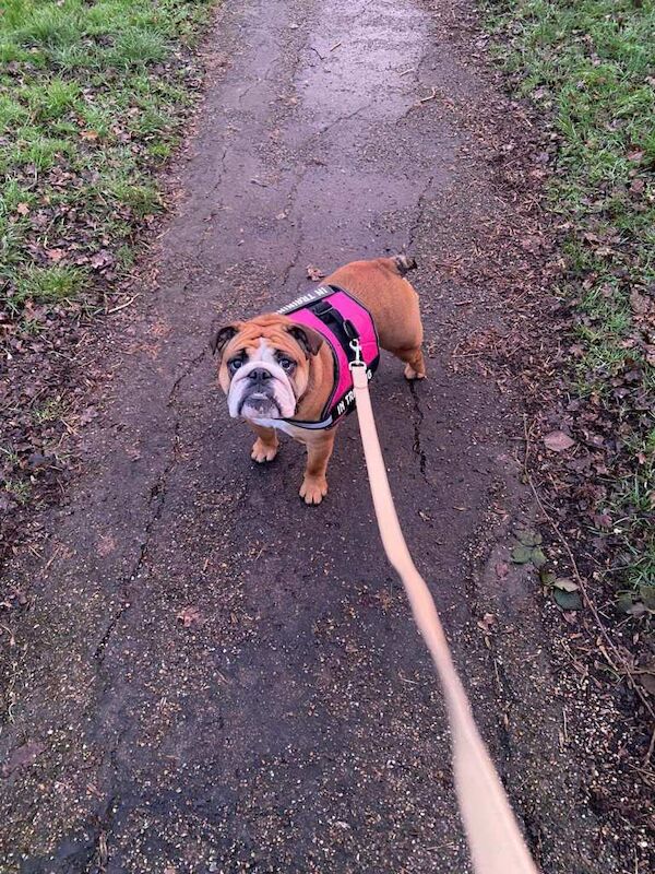Stunning KC Registered English Bulldog Bitch - Image 2 of 3