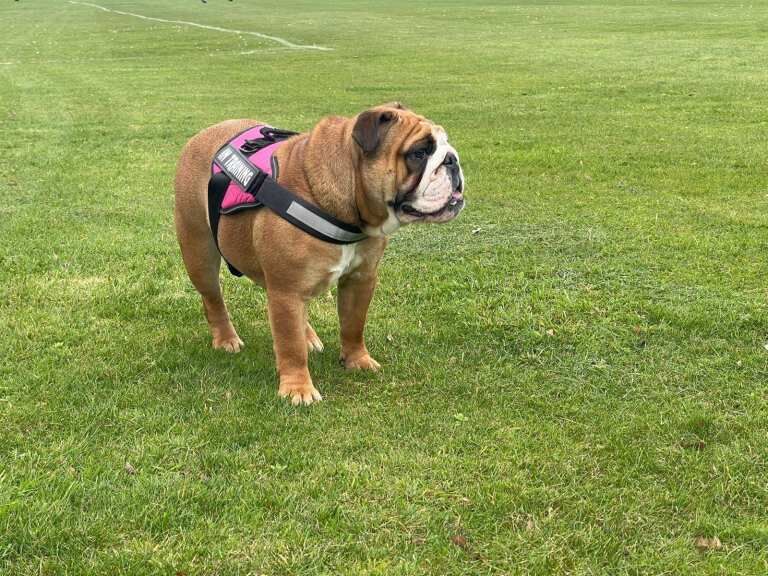 Stunning KC Registered English Bulldog Bitch - Image 3 of 3