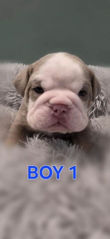 English Bulldog puppies for sale in Wolverhampton, West Midlands – KC registered, 3 weeks old