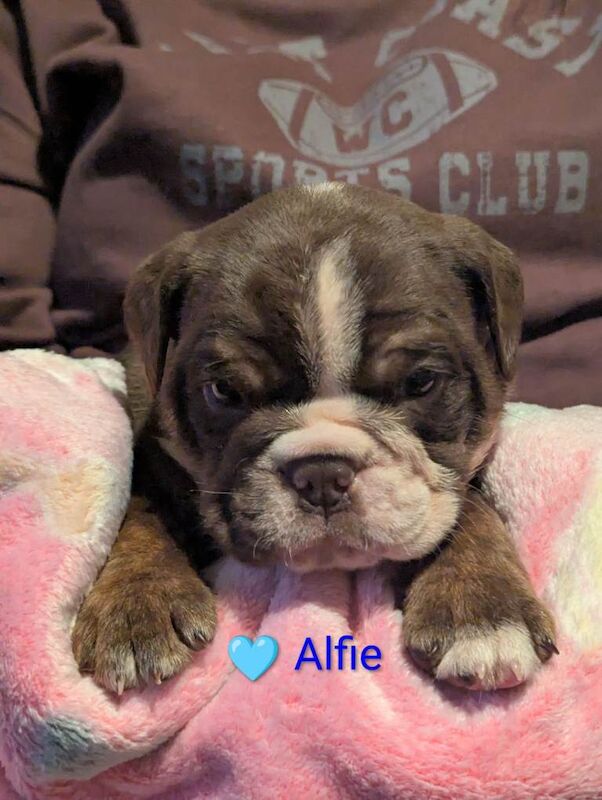 English Bulldog puppies for sale in Sheffield, South Yorkshire – KC registered, 5 weeks old