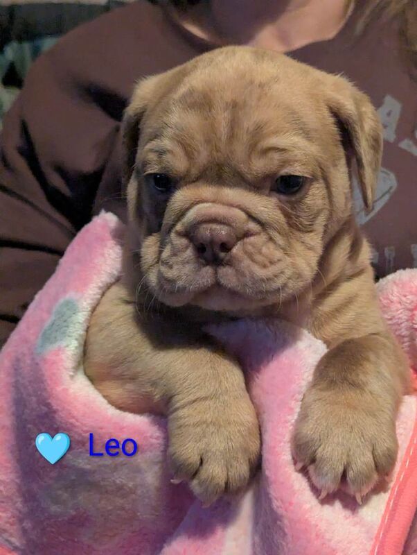 English Bulldog puppies for sale in Sheffield, South Yorkshire – KC registered, 5 weeks old - Image 3 of 5