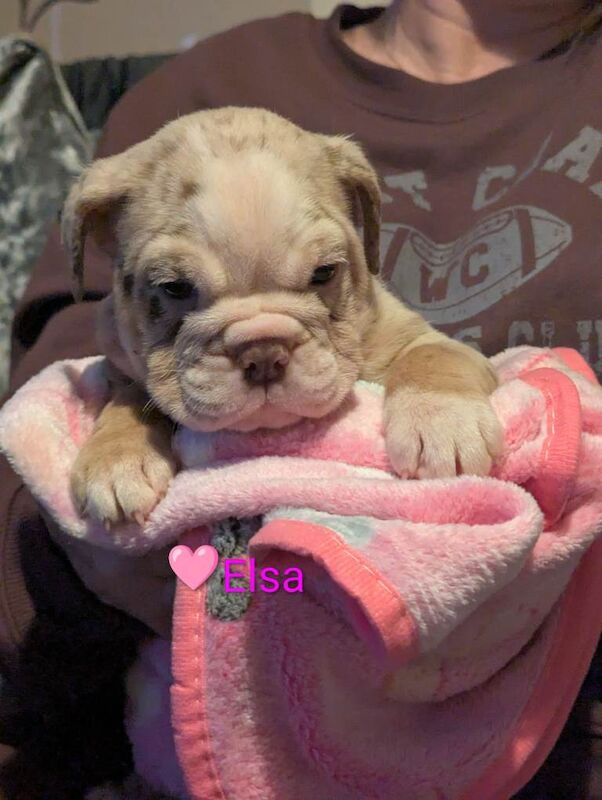 English Bulldog puppies for sale in Sheffield, South Yorkshire – KC registered, 5 weeks old - Image 4 of 5