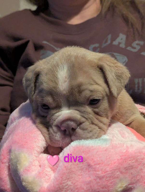 English Bulldog puppies for sale in Sheffield, South Yorkshire – KC registered, 5 weeks old - Image 5 of 5