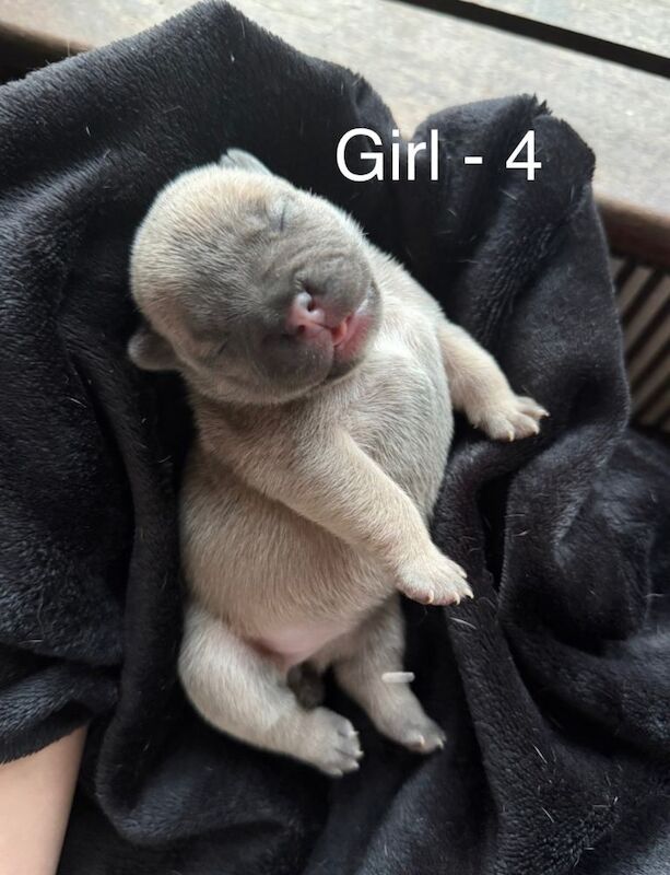 Stunning olde english x french bulldog puppies