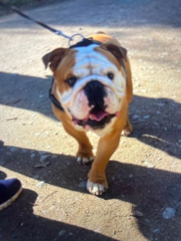English Bulldog puppies for sale in Warrington, Cheshire – KC registered, 4 years old