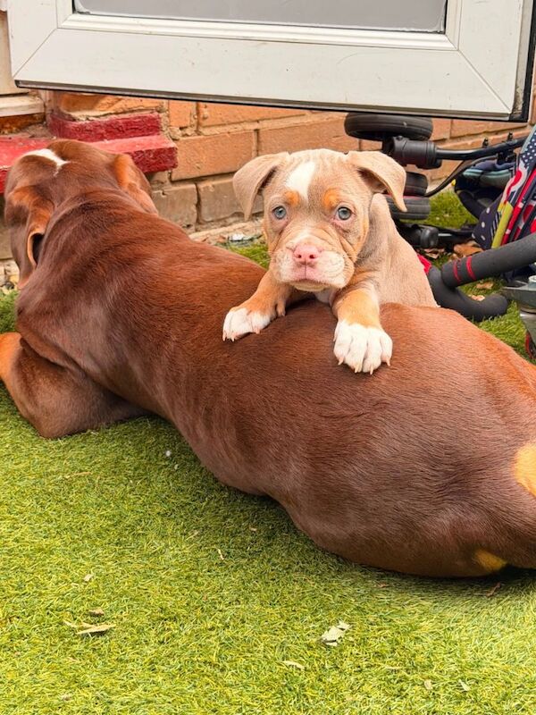 Kennel Club Registered English Bulldog Puppies For Sale