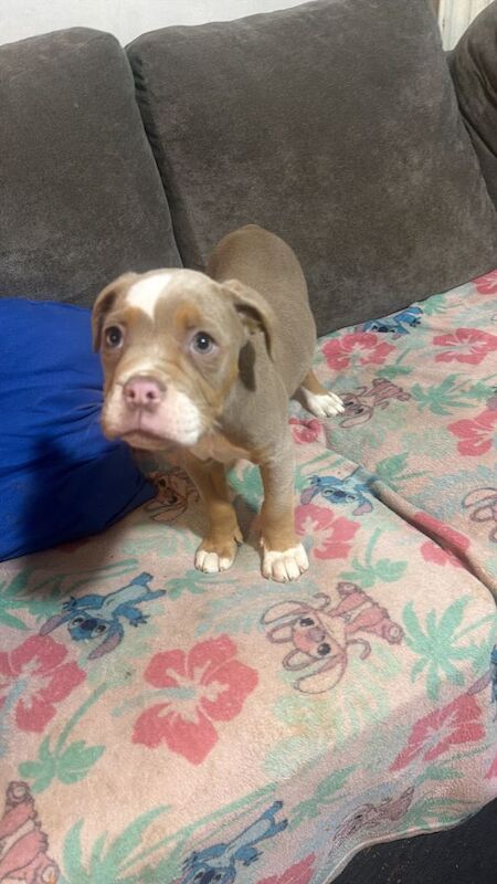 Three Beautiful Olde English Bulldog Girls Ready for Their Forever Homes - Image 5 of 5
