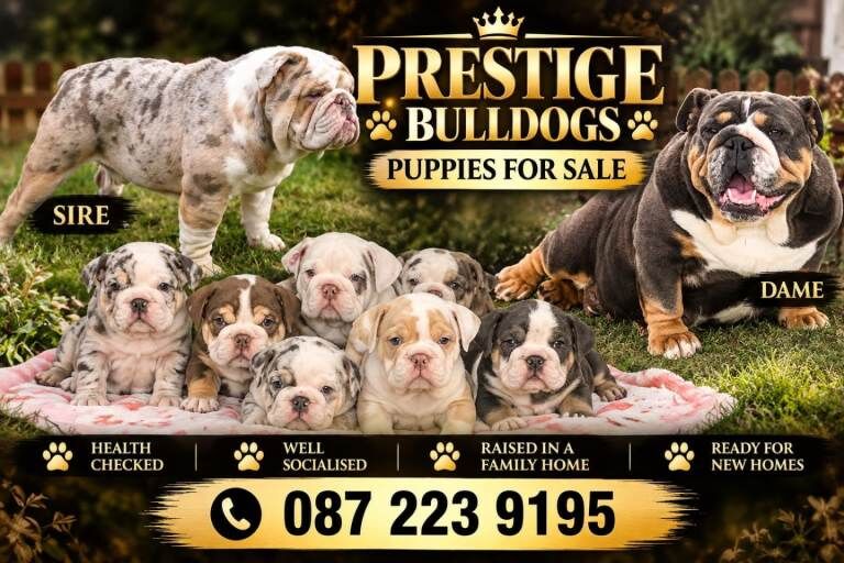 Kennel Club Registered English Bulldog Puppies For Sale