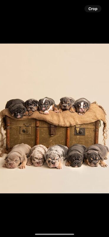 English Bulldog puppies for sale in Beverley, East Riding of Yorkshire – KC registered, 9 weeks old
